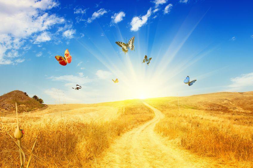 resplandecer mariposas