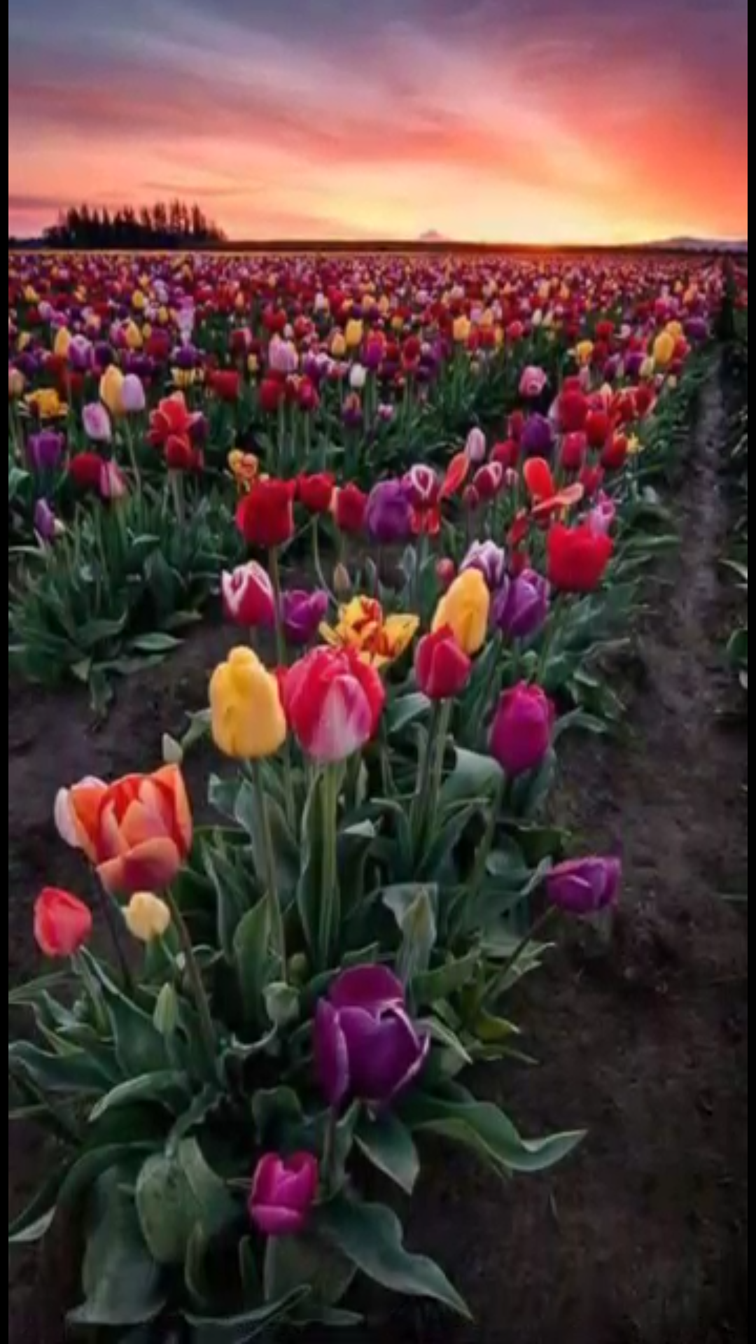 screenshot 20180415 090220